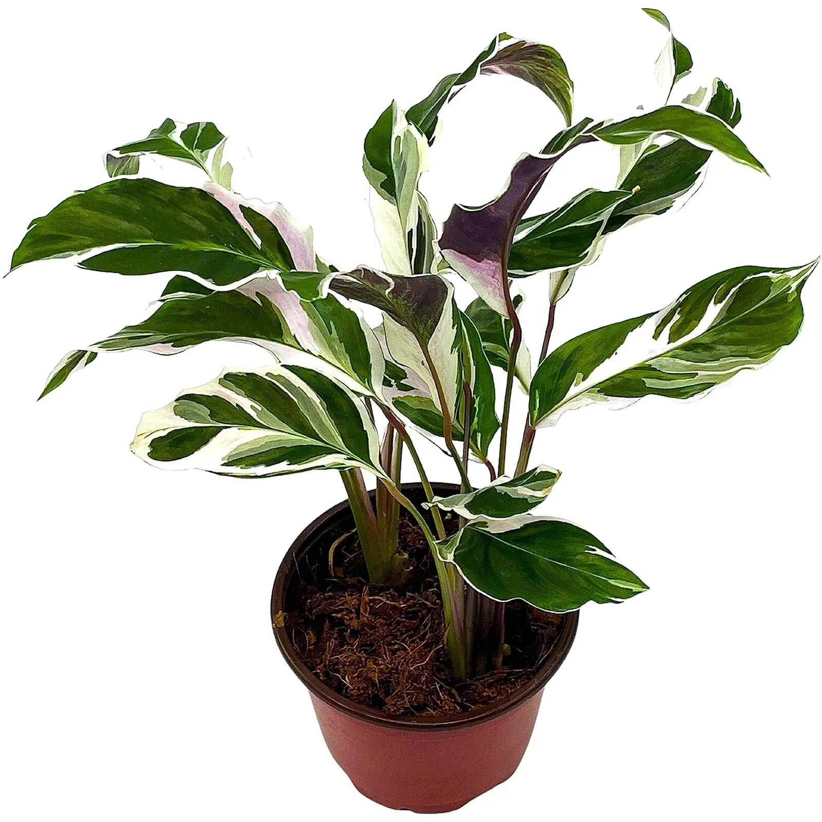 Calathea Stella 4 in Rare Variegated Prayer Plant Cathedral Plant Green an - £37.16 GBP
