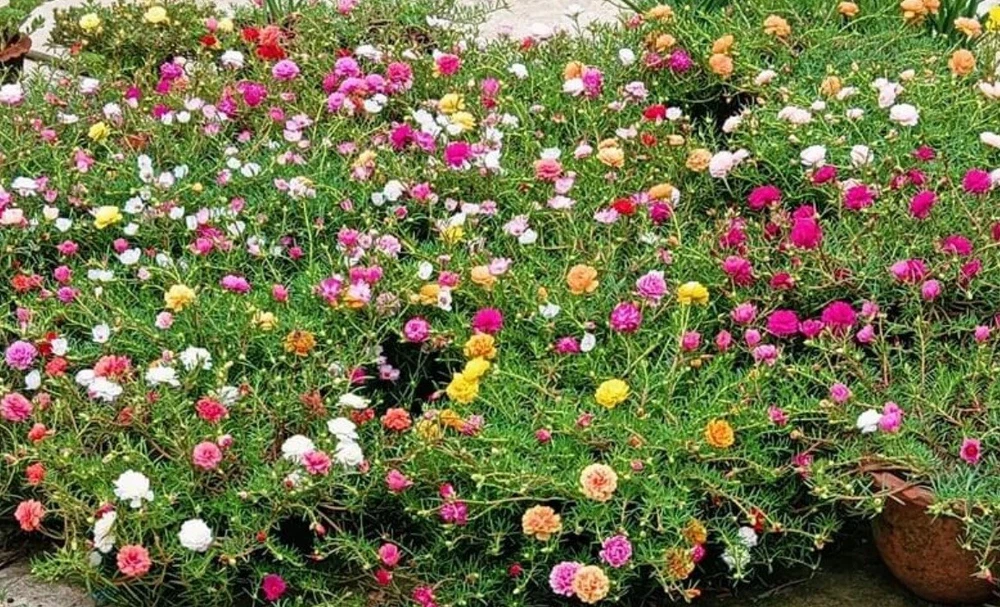 Stunning 1000+ SEEDS MIXED MOSS ROSE Vietnam Rose Portulaca Grandiflora! - $76.27 MXN