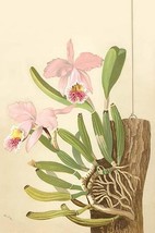 Cattleya Nossiae by H.G. Moon #2 - Art Print - £17.57 GBP+