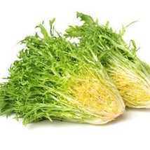 Green Curled Ruffec Endive Gardening USA SHIPPING - $6.80