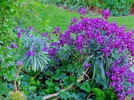 1001+ Seeds Evening Scented Stock Perfume Plant Clove Summer Garden Container - £10.22 GBP