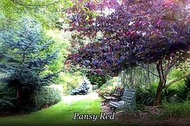 Item image 1 image 1