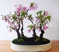 Fresh Seeds 10Pcs Pink Sakura Seeds Garden Sakura Japanese Cherry Blooms Flower - £11.83 GBP