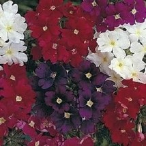 50 Quartz Mix Verbena Vervain     Flower Seeds Fresh Seeds USA - £17.99 GBP