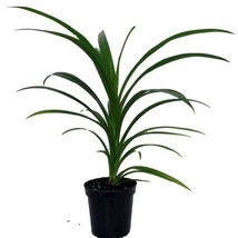 Pandan Spice Plant Amaryllifolius Pandanus Indoors Out Live Plant 4 inch Pot New - £41.59 GBP