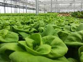 THJAR 3000 White Boston Lettuce 12&quot;&quot; Green Butterhead Lactuca Sativa Vegetable S - £3.85 GBP