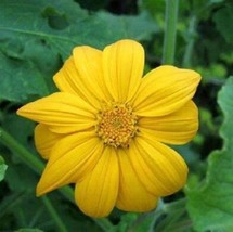 Mexican Sunflower Yellow Torch Flower Seeds/Tithonia Speciosa/Annual 35 Seeds Fr - $8.24