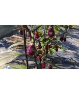SEEDS- Hot Pepper Brazilian Flavors, Starfish, Cabaca Roxa -Unique Exoti... - €4,41 EUR+