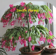 25 Seeds Christmas Cactus Flowering Tree Plants Fresh Usa Seller - £7.85 GBP