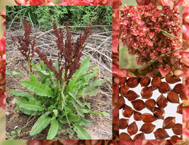 Yellow Dock Seeds ~Rumex crispus~ Organic ~ Sour Dock ~ Curly Dock - £2.39 GBP