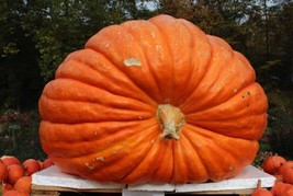 Guashi Store 10 Big Max Pumpkin Seeds Giant Prize Winning Non Gmo Fresh Heirloom - £7.06 GBP