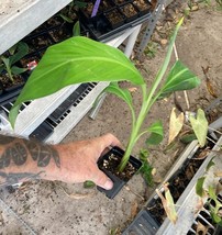 The Red Trunk Popo’Ulu Banana/ Plantain - Putalinga Kula Banana – Tongan... - $446.32 MXN