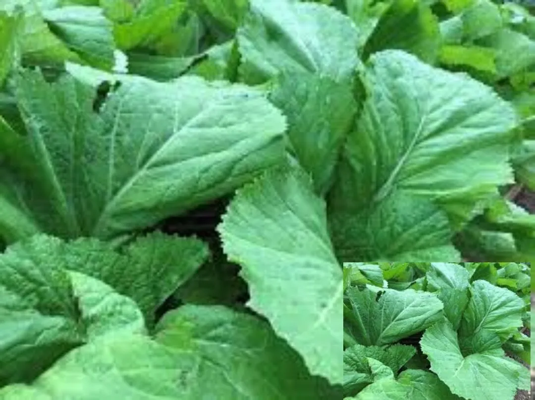 Florida Broadleaf Mustard Green seeds Vegetable 200 Seeds - £5.14 GBP