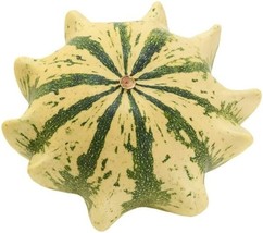 FA Store 15 Crown Of Thorns Shenot Gourd Seeds Squash Heirloom Organic Non Gmo - £6.30 GBP