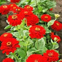 1001 Seeds Zinnia&quot;Cherry Queen&quot; Flower Bright Red 4&quot;-5&quot; Blooms Summer Fall - £14.78 GBP