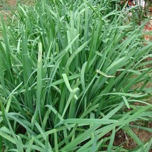 USA Seller Garlic Chinese Chives Seeds Allium Tuberosum Packet Of 30 Seeds Free  - $18.97