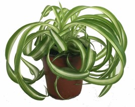 4&quot;Pot Spider Bonnie Curly Plant Easy Cleans Air Indoor Houseplant Best Gift Yard - £49.54 GBP