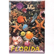 souvenir magnet Florida shells beach colorful by Postcard Factory 064392... - £7.09 GBP