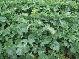 VP 1000 Hanover Salad Spring Kale Smooth Siberian Brassica Napus Vegetable Seeds - £3.54 GBP