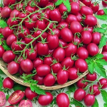 200pcs Tomato Cherry Pink Grape Seeds Heirloom Seeds - $9.43