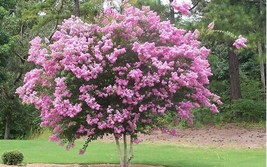 35 Lt Pink Crape Myrtle Tree Shrub Flower Seeds Drought Tolerant Perenni... - $8.35