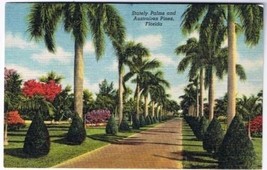 Florida Postcard Stately Palms and Australian Pines Curteich - £2.32 GBP