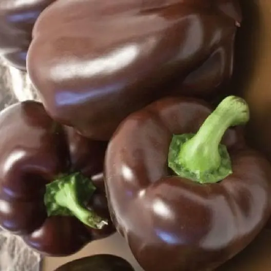 50 Chocolate Beauty Bell Pepper Seeds Non-Gmo Heirloom Fresh New - $7.98