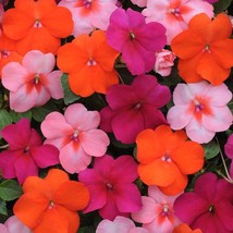 Impatiens Walleriani Dazzler Passionfruit Garden Flower Seed Mix 150 Seeds USA F - £16.11 GBP