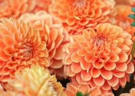 BEST 25 Seeds Easy To Grow Orange Dahlia Pompon Flowers - £7.86 GBP