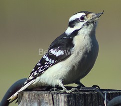 Downy Woodpecker - 8x10 Unframed Photograph - $323.54 MXN