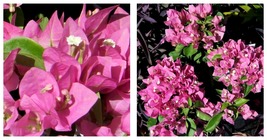 Live Bougainvillea Well Rooted VERA PINK starter/plug plant Gardening - $41.99
