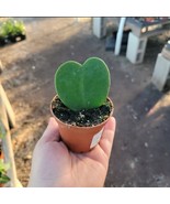 Hoya Kerii Hearts 2in pot - $12.34 CAD