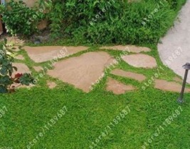 200 Seeds Herniaria Glabra Herb Green Carpet Ground Cover Seeds Fresh Garden - $11.28