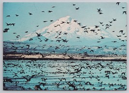 Tulelake National Wildlife Refuge Mt Shasta Background Vintage Postcard - £10.79 GBP