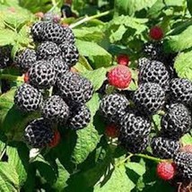 3 Black Raspberry Raspberry Plant Mysore Rubus Niveus Raspberry Tropical... - $60.80