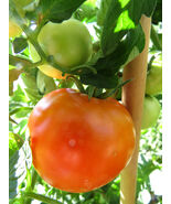 Extrim - a hardy and productive container tomato - €4,75 EUR