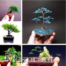 50 pcs Mini Juniper Bonsai Tree Seeds Office Bonsai Purify the Air Absorb Harmfu - £6.38 GBP