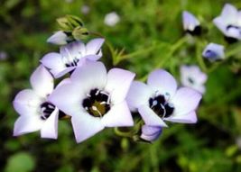 100 Fresh Seeds Bird&#39;s Eyes - Gilia Tricolor - $9.50