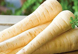 TKBONStore Hollow Crown Parsnip Seeds 300 Seeds Non-Gmo - £5.52 GBP