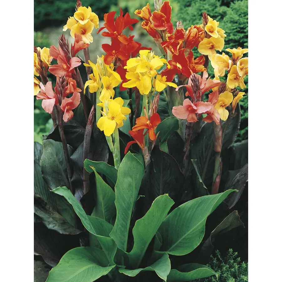 2 Canna Lily Mixed color Fancy large roots easy to grow Indoor 3-8 Outdoor 9-11 - £20.37 GBP