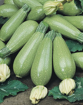 Grey Zucchini Summer Squash Seeds 15 Ct Gray Squash Vegetable  - £3.25 GBP