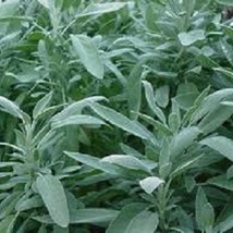 100 Broad Leaf Sage Seeds Herb Seeds Fresh Seeds USA - £15.43 GBP