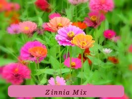 7407 zinnia mix pop thumb200