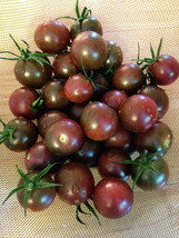 Chocolate Cherry Tomato Seeds 15 Seeds USA Seeds Fast Shipping - £17.50 GBP