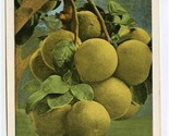 Famous Manchester Grape Fruits Mandeville Postcard Greetings from Jamaica  - $13.86