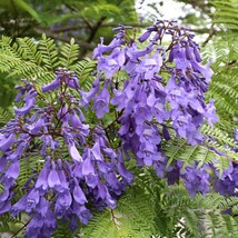 20 Jacaranda Tree Seeds See Listing Jacaranda Mimosifolia Fresh Usa Seller - £11.32 GBP