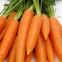 Fresh Garden Carrot Seeds 250+ Chantenay Red Cored Vegetable NON-GMO  - $8.99