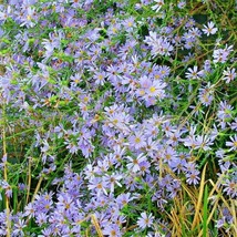 100 Sky Blue Aster Flower Seeds Wildflower Fall Blooms Drought Cold Heat Toleran - £8.33 GBP