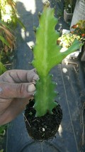 live plant -  cactus EUPHORBIA LACTEA Dragon bone  3&#39;&#39;TO 6&#39;&#39; - Outdoor Living - £55.83 GBP
