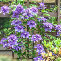 Clematis Bulbs Blue Climbing Clematis Florida Bonsai - 2 Seeds - $14.88